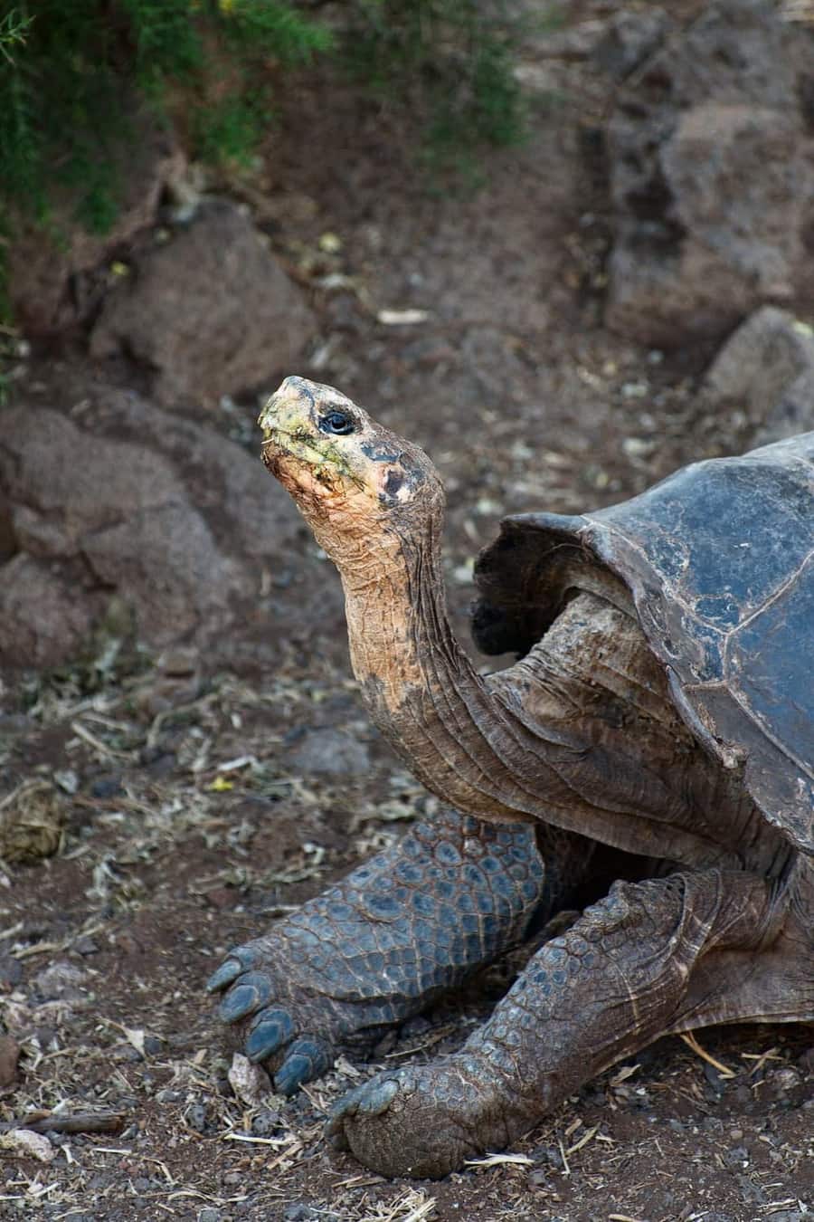 Tortuga gigante de Galápagos con el cuello extendido
