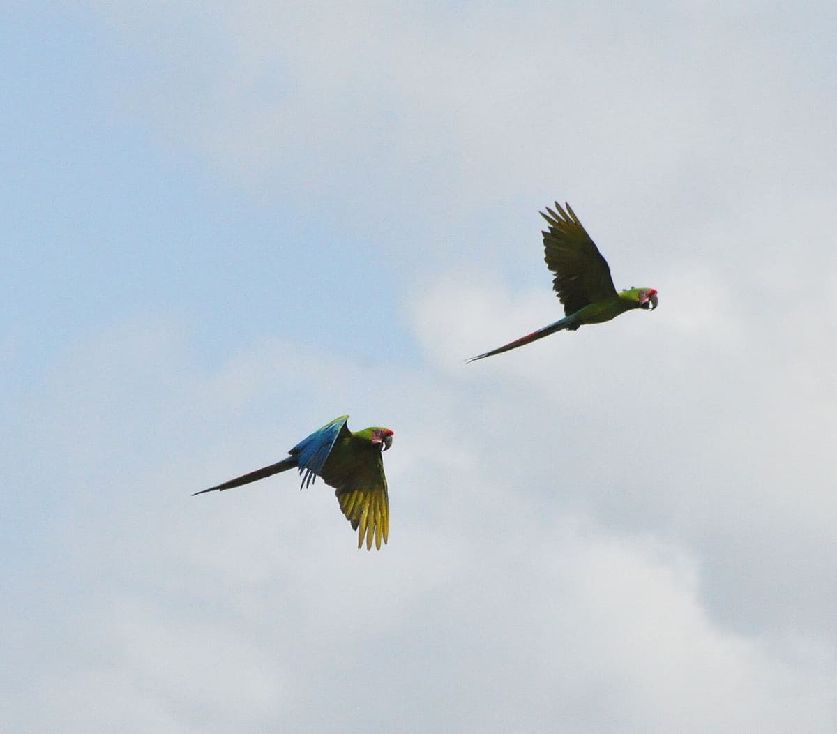 Guacamayo verde mayor (Ara ambiguus) posado en la selva